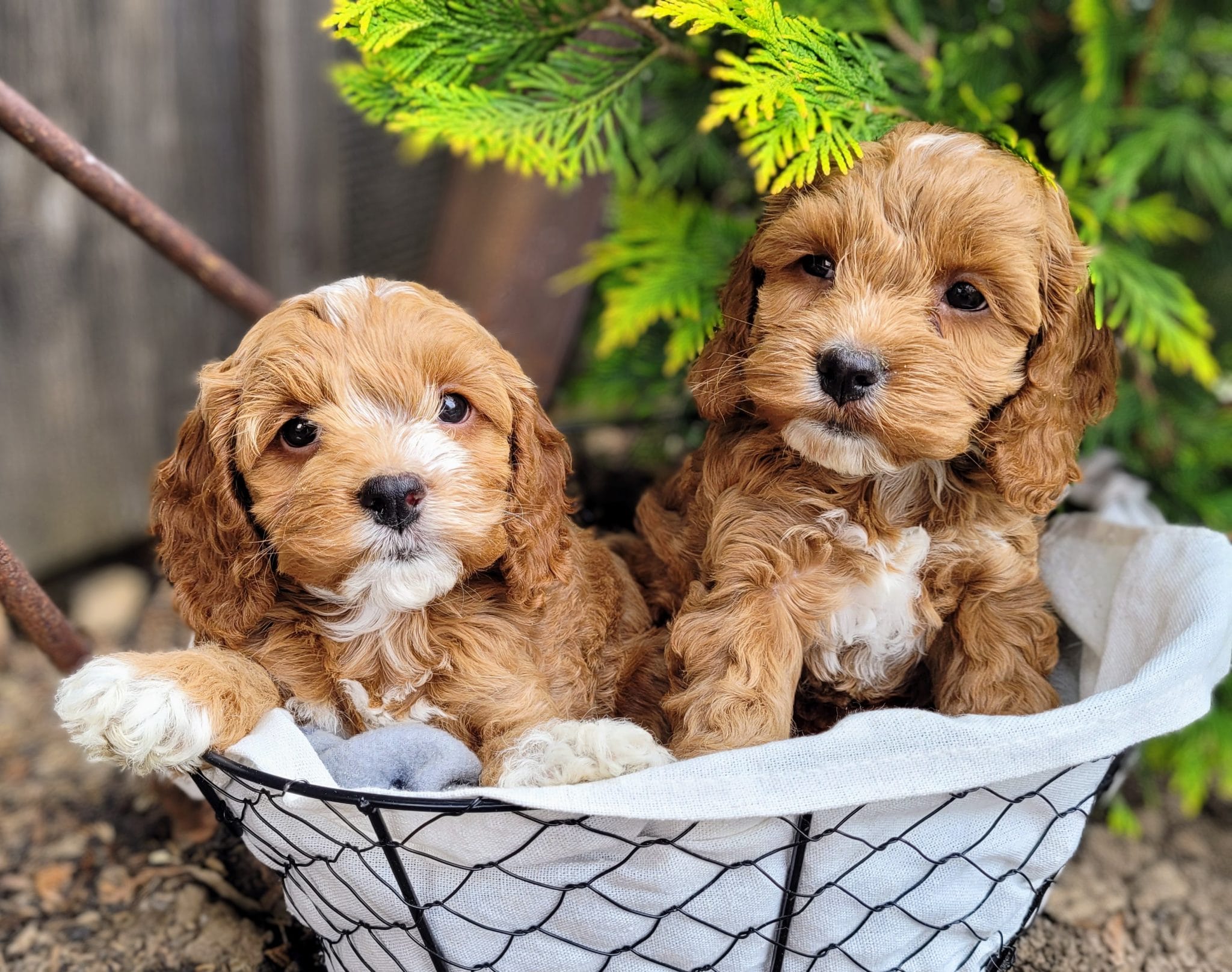 Puppy Gallery - Spruce Ridge Kennels | Playful & Friendly