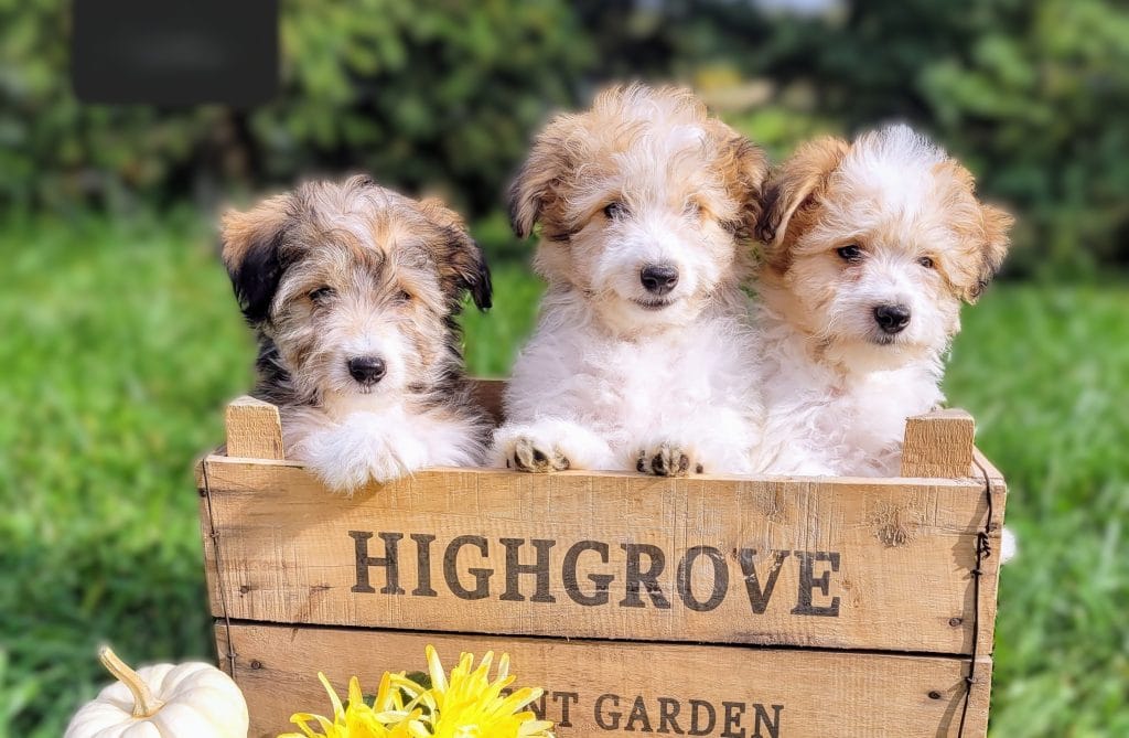 Shellion Dogs Shelchon Puppies for Sale | Hypoallergenic & Family-Friendly