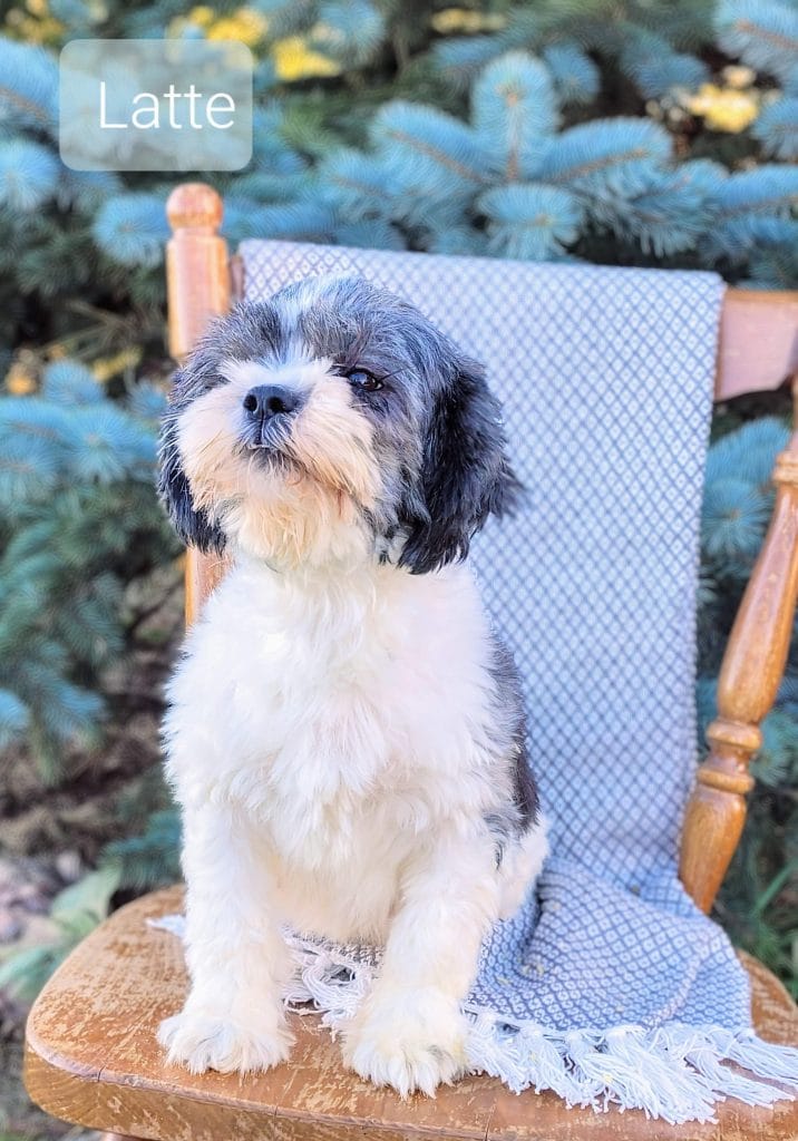 Latte - Spruce Ridge Kennels
